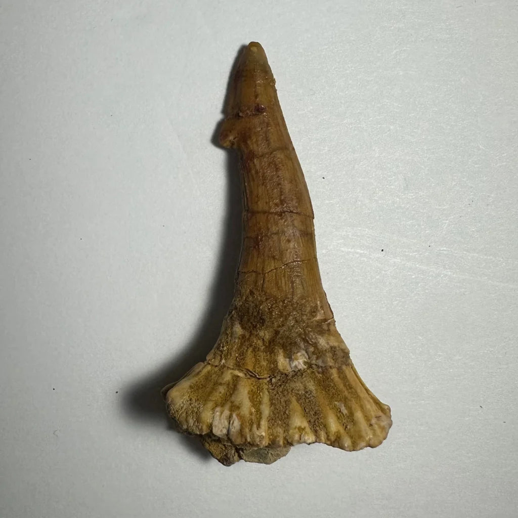 Fossilized Ancient Onchopristis barb tooth from Morocco with pointed tip