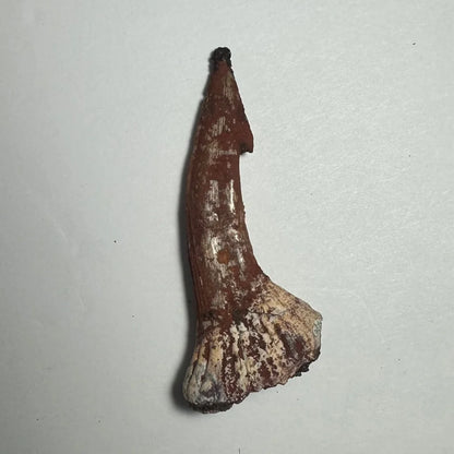 Weathered reddish-brown Onchopristis barb tooth fossil claw from Morocco