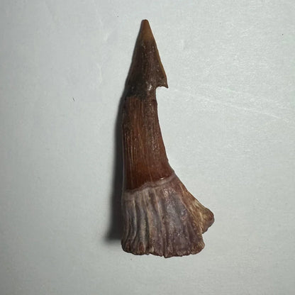 Fossilized Ancient Onchopristis barb tooth from Morocco, pointed tip