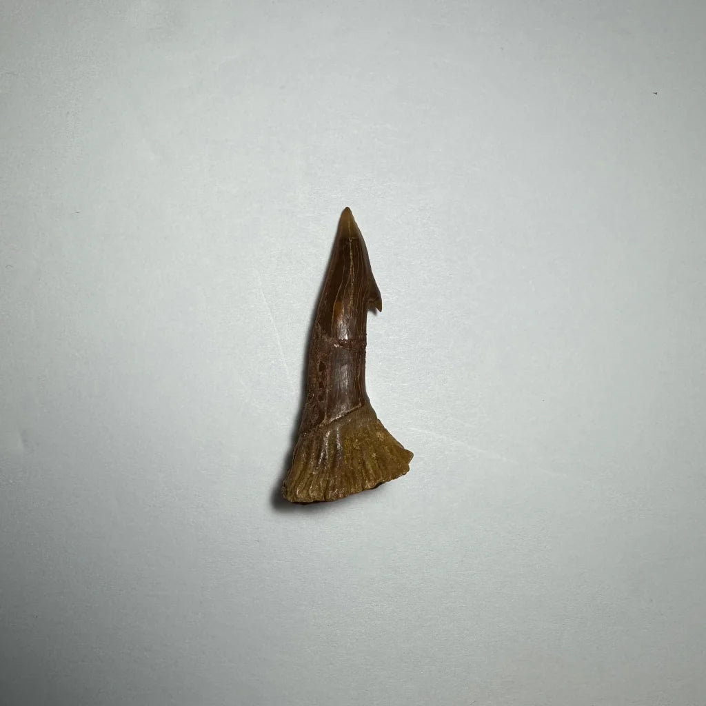 Fossilized Onchopristis barb tooth from Morocco with serrated edge