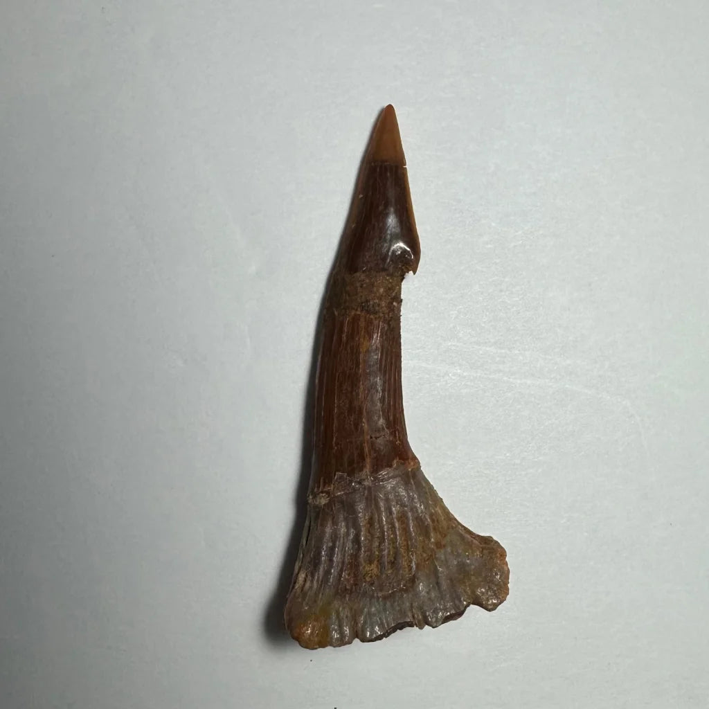 Fossilized Ancient Onchopristis barb tooth from Morocco with pointed dark brown tip