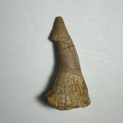 Weathered beige Onchopristis barb tooth fossil from Morocco