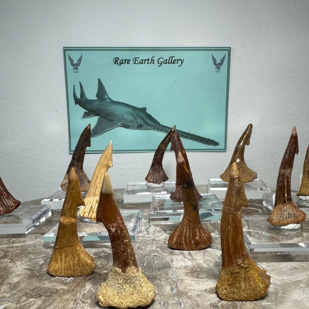 Fossilized Ancient Onchopristis barb tooth from Morocco on acrylic stand