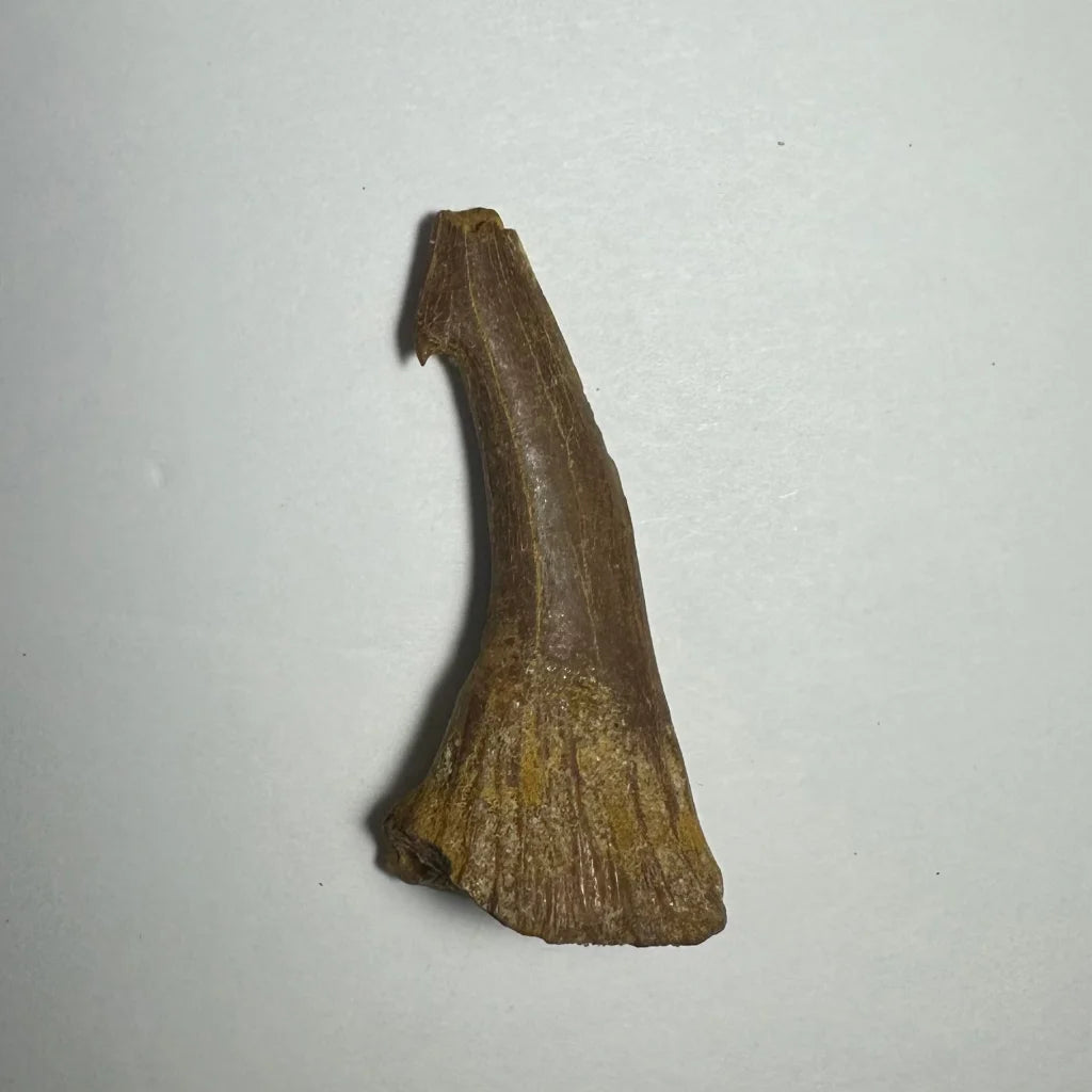 Fossilized brown Onchopristis barb tooth from Morocco with ridges