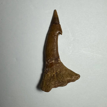Fossilized brown Onchopristis barb tooth with pointed tip from Morocco