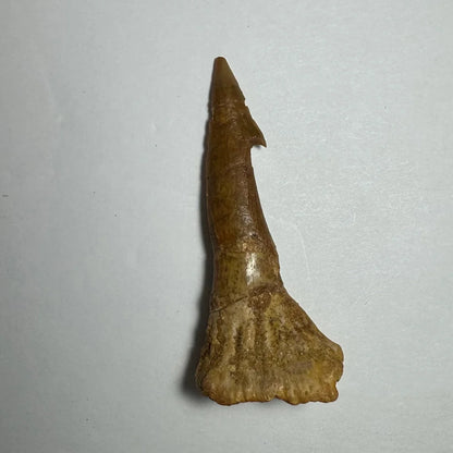 Fossilized brown Onchopristis barb tooth with pointed tip and ridged base from Morocco
