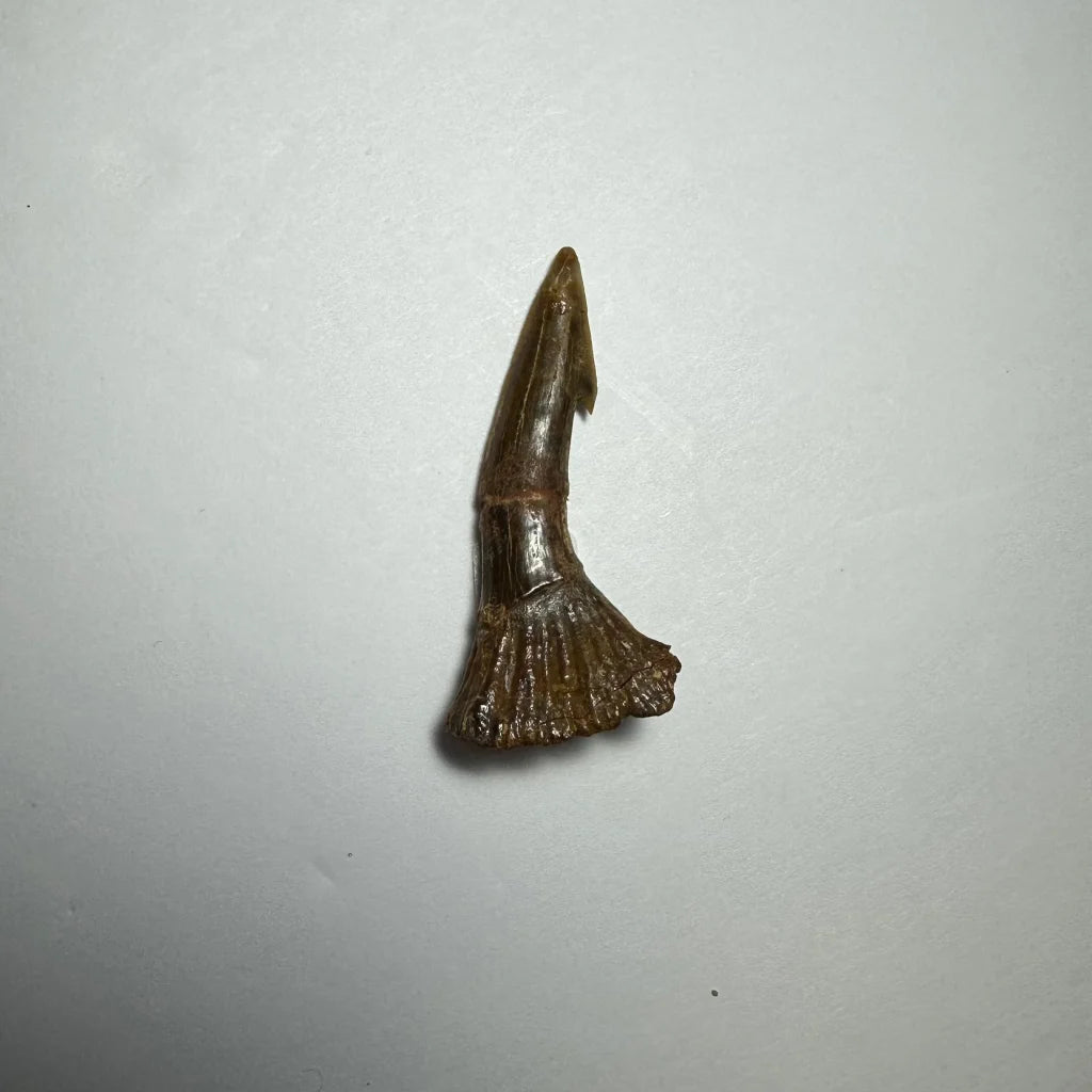 Fossilized Ancient Onchopristis barb tooth from Morocco