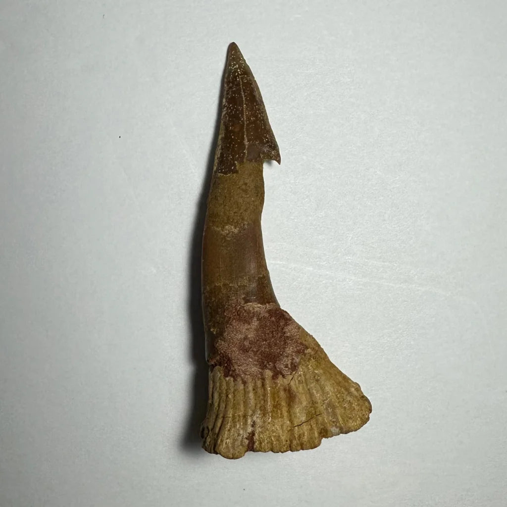 Fossilized brownish-yellow barb tooth from Ancient Onchopristis, Morocco