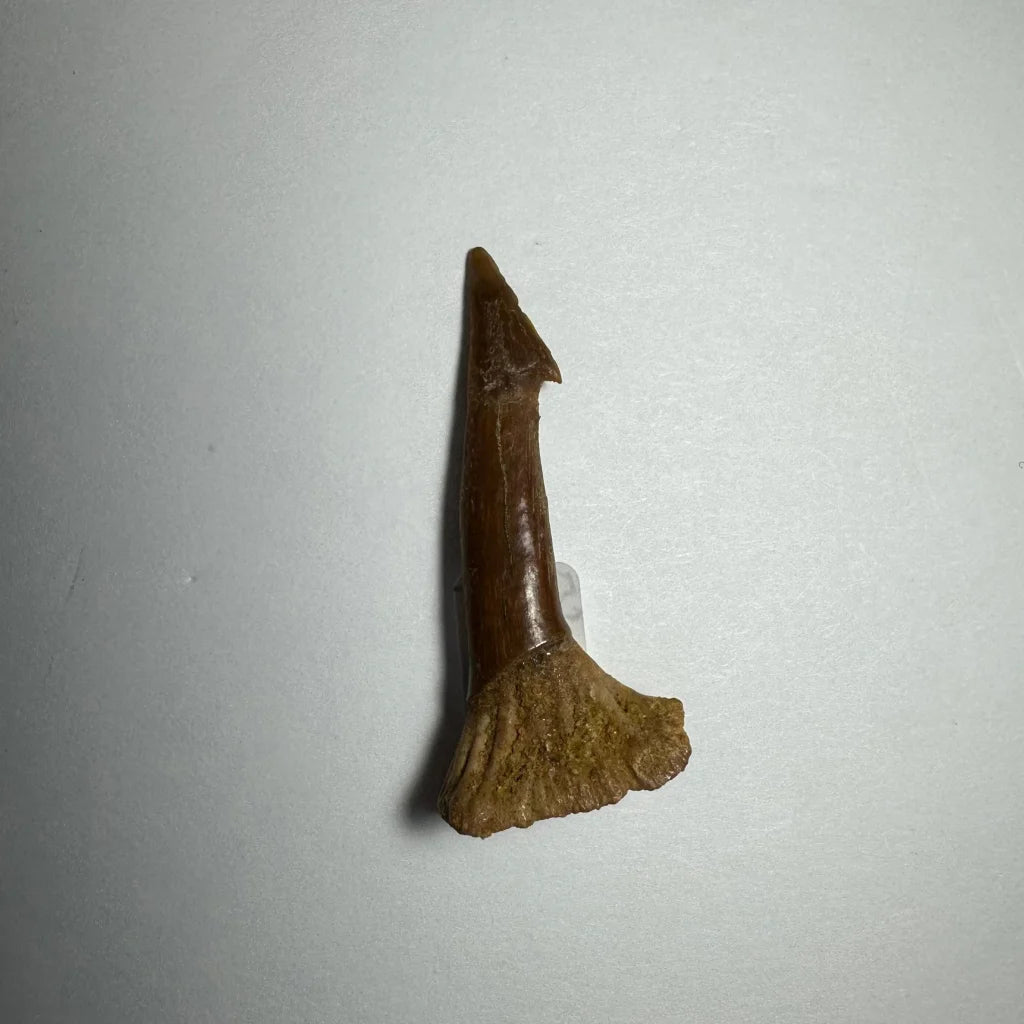 Fossilized brown Ancient Onchopristis barb tooth from Morocco