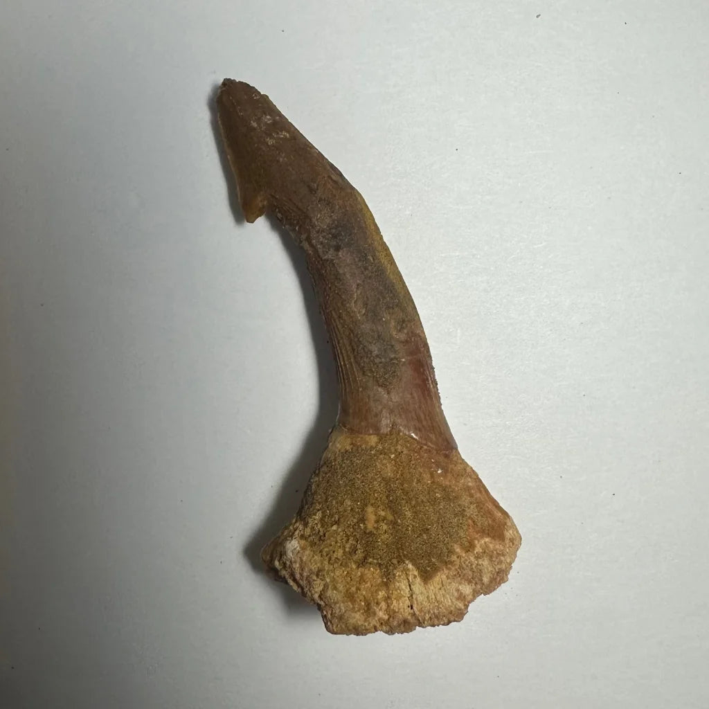 Weathered Onchopristis barb tooth fossil from Morocco