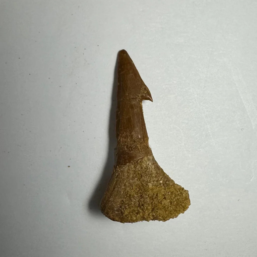 Fossilized brown Onchopristis barb tooth from Morocco with pointed tip