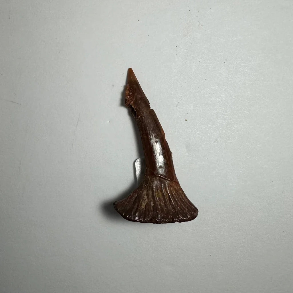 Fossilized Ancient Onchopristis barb tooth from Morocco with pointed tip