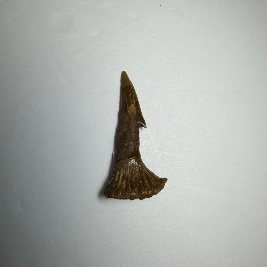 Fossilized Ancient Onchopristis barb tooth from Morocco, pointed tip