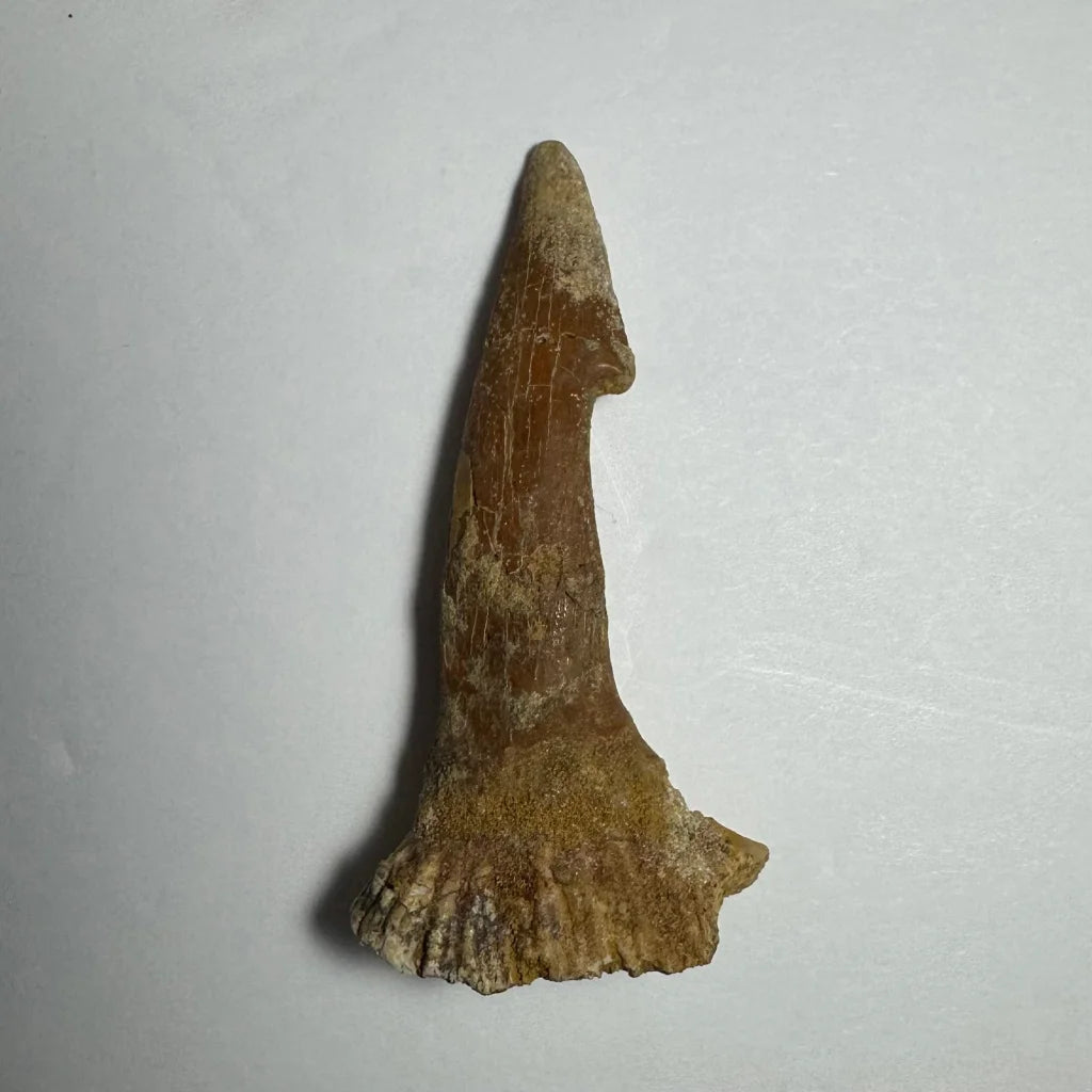 Fossilized Onchopristis barb tooth with brown horn and flared base