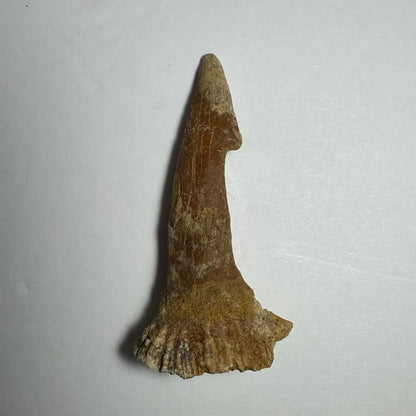 Fossilized Onchopristis barb tooth with brown horn and flared base