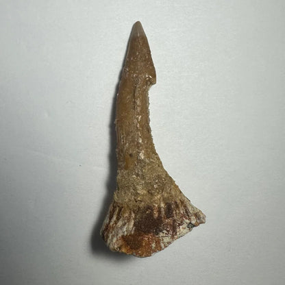 Fossilized brown beige Onchopristis barb tooth from Morocco
