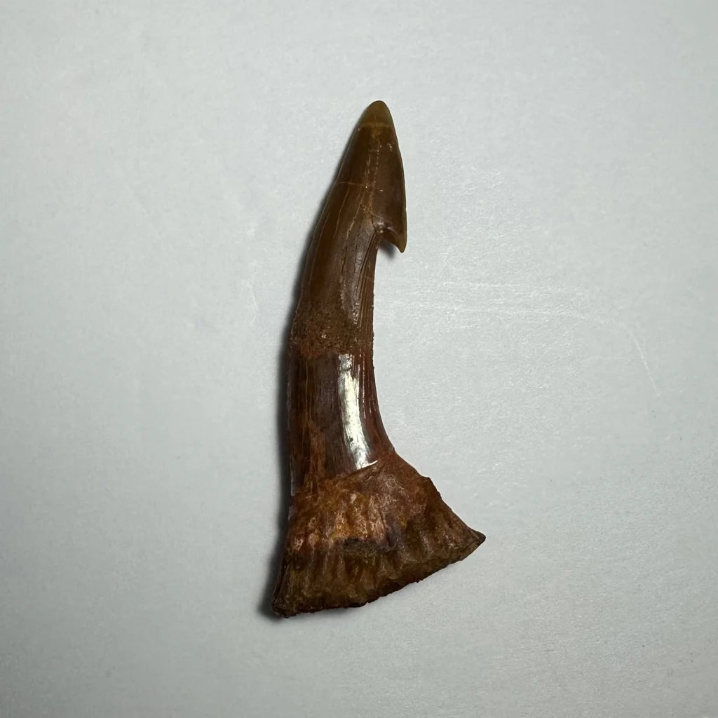Fossilized brown Onchopristis barb tooth from Morocco with serrated edge