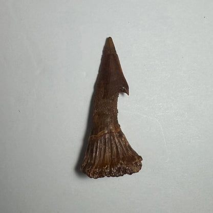 Fossilized brown Onchopristis barb tooth with pointed tip and ridges from Morocco