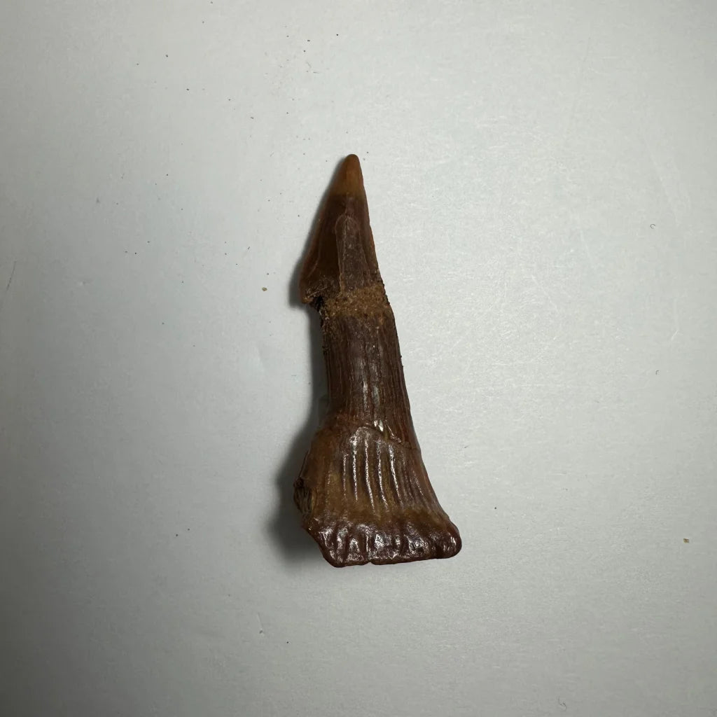 Fossilized Onchopristis barb tooth from Morocco with ridges