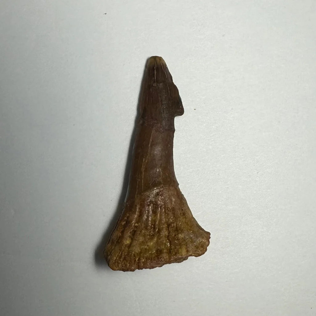 Fossilized brown Onchopristis barb tooth with pointed tip and flared base from Morocco