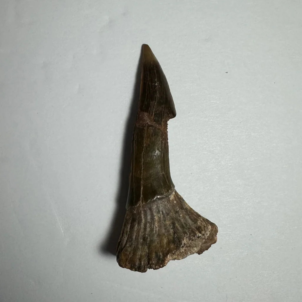 Fossilized Ancient Onchopristis barb tooth from Morocco, dark brown glossy surface