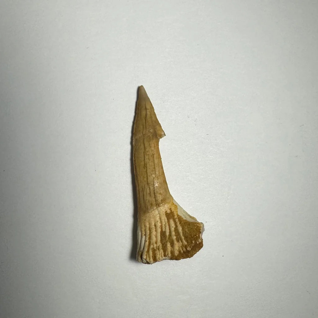 Fossilized beige Onchopristis barb tooth from Morocco with ridges