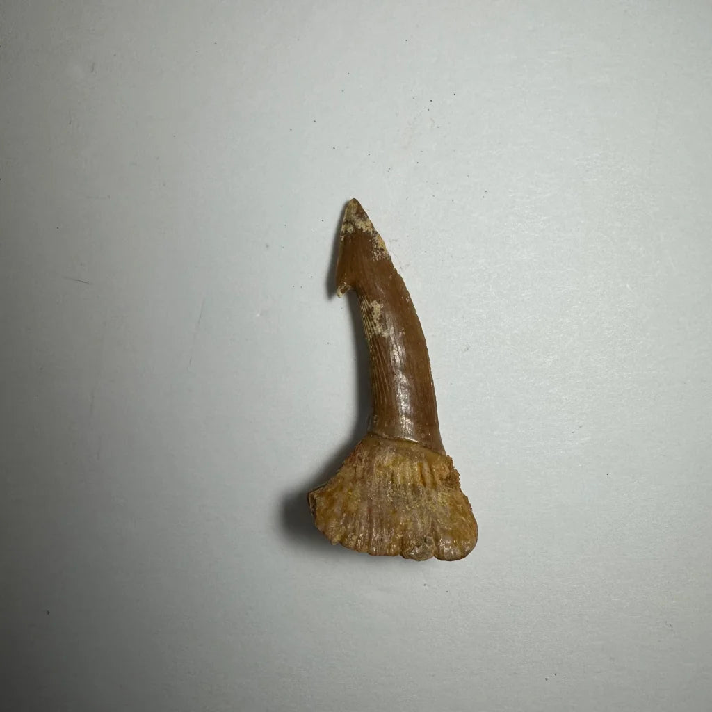 Fossilized brown Onchopristis barb tooth with pointed tip and flared base