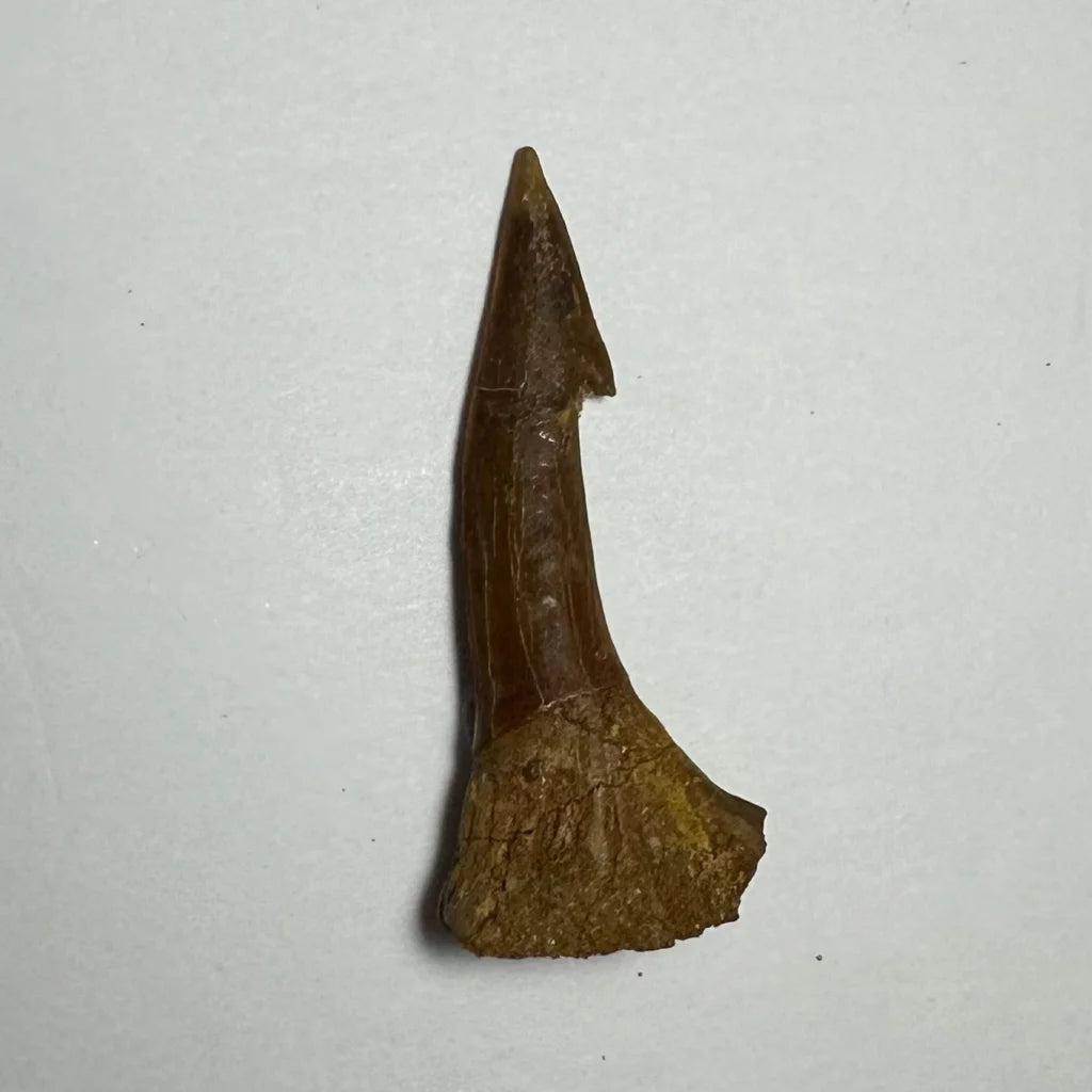 Fossilized brown Onchopristis barb tooth with pointed serrated tip from Morocco
