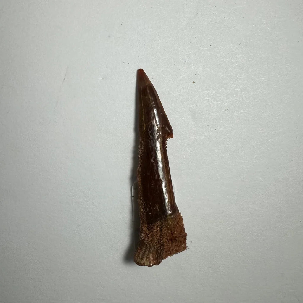 Polished dark brown Onchopristis barb tooth fossil from Morocco