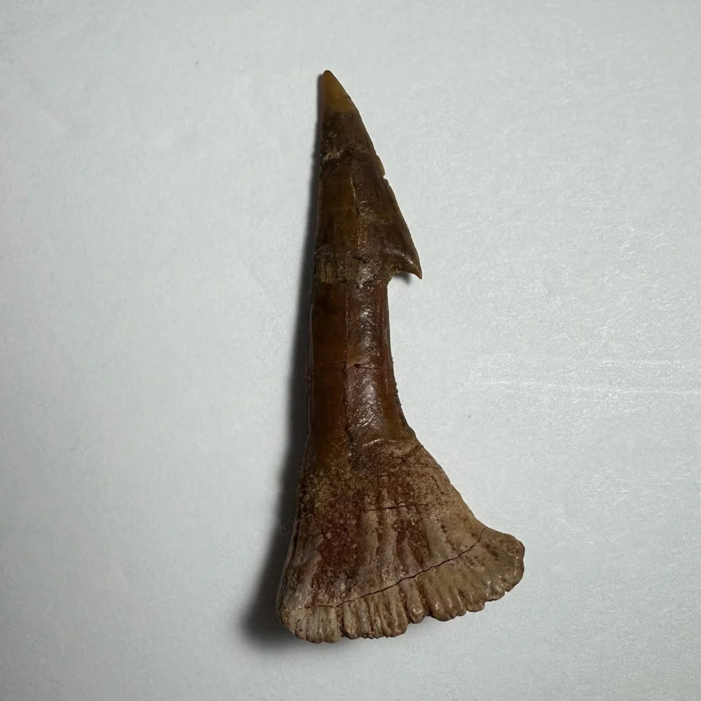 Fossilized Ancient Onchopristis barb tooth from Morocco with serrated base