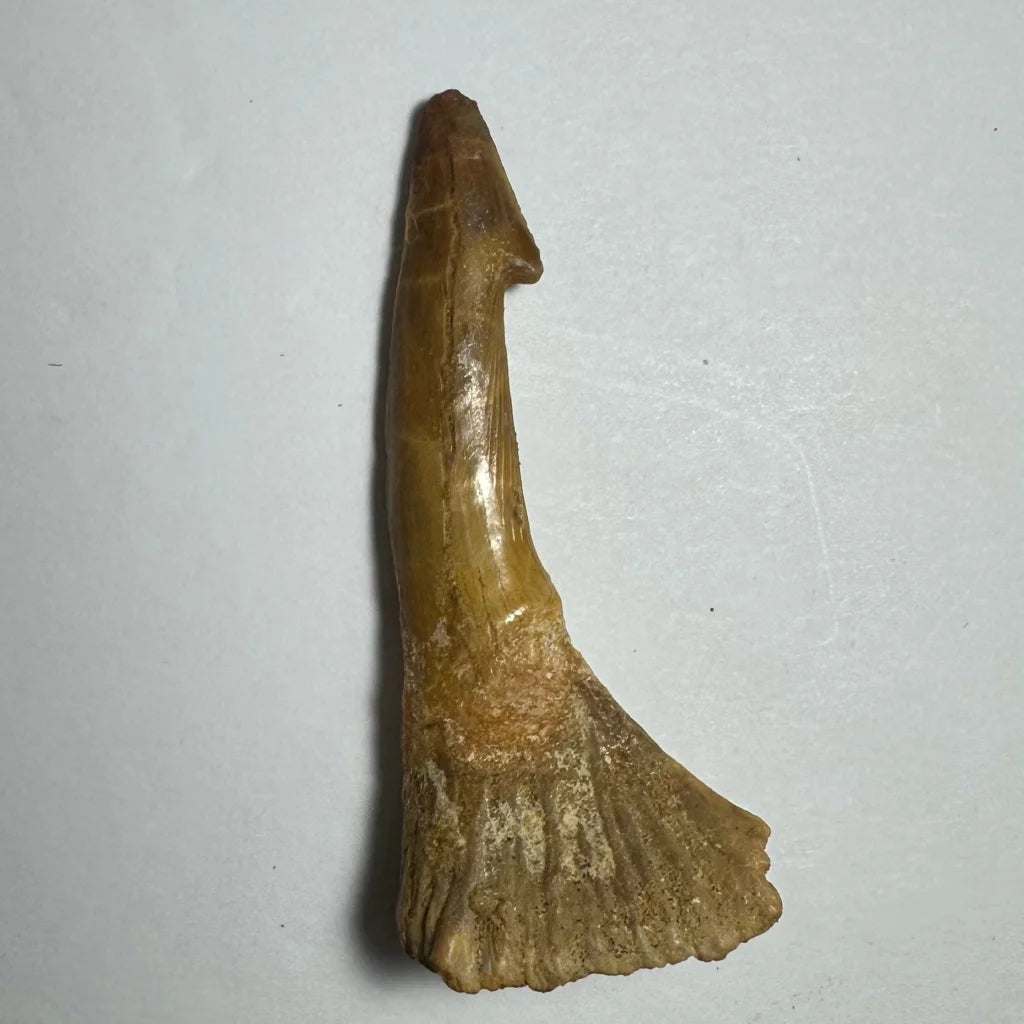 Fossilized Ancient Onchopristis barb tooth from Morocco with serrated edges