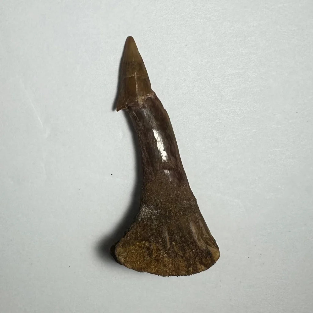 Fossilized brown Ancient Onchopristis barb tooth from Morocco