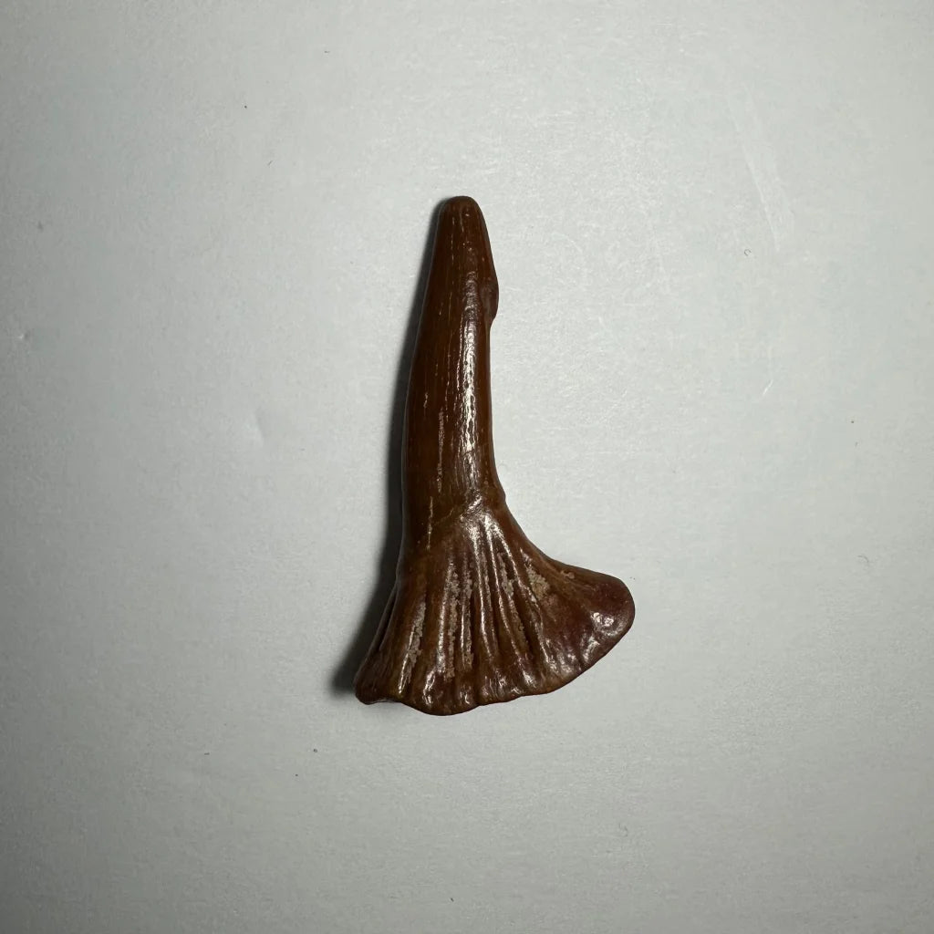 Polished brown Ancient Onchopristis barb tooth fossil from Morocco