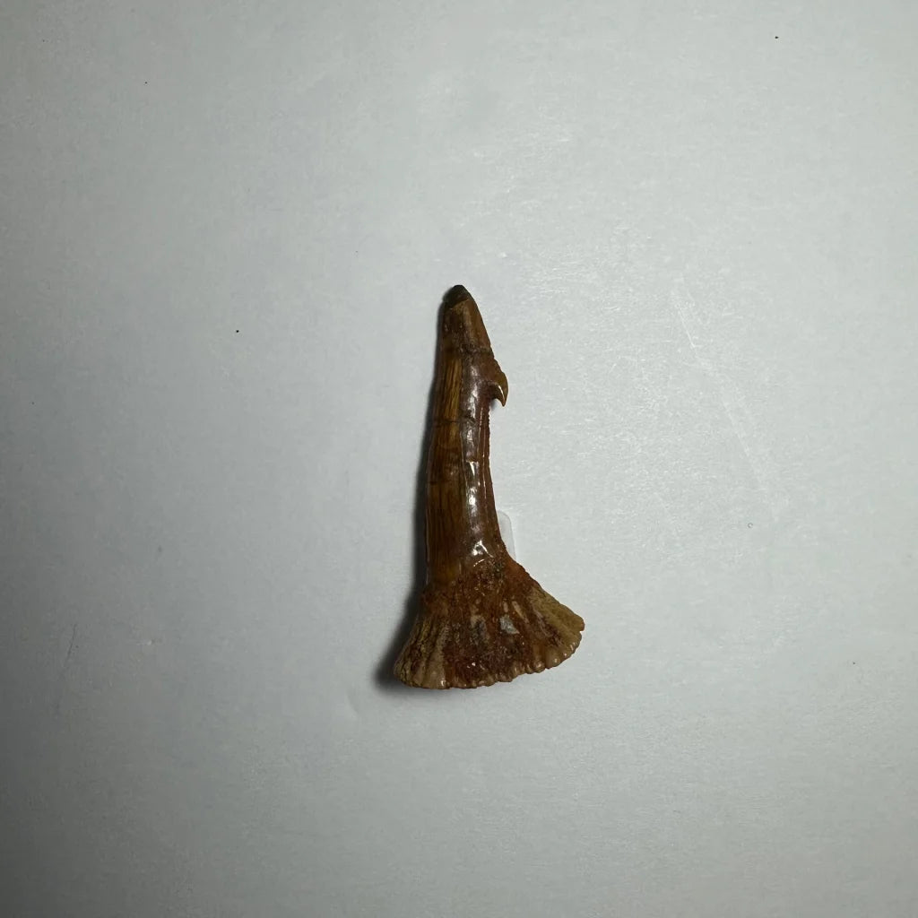 Fossilized Ancient Onchopristis barb tooth from Morocco