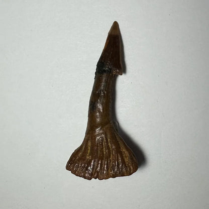 Fossilized Onchopristis barb tooth from Morocco, dark brown with pointed tip
