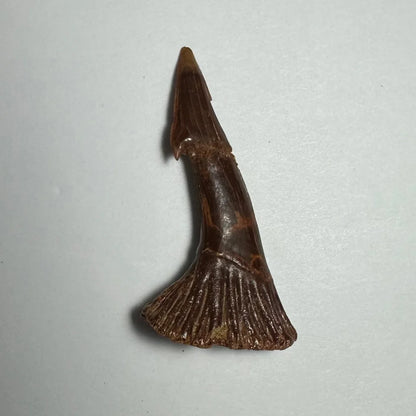 Fossilized Ancient Onchopristis barb tooth from Morocco