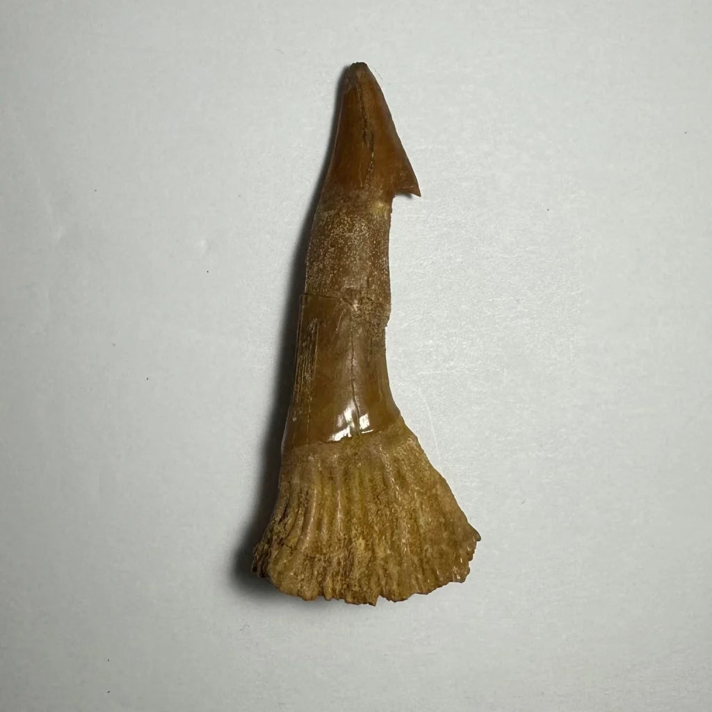 Fossilized Ancient Onchopristis barb tooth from Morocco with serrated base