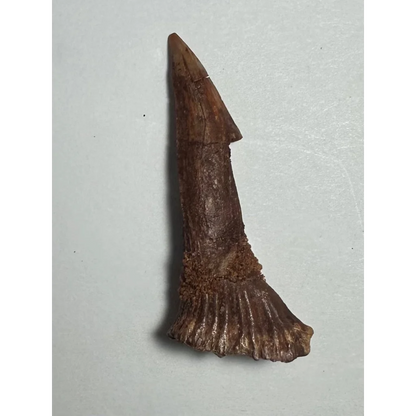 Fossilized Ancient Onchopristis barb tooth from Morocco