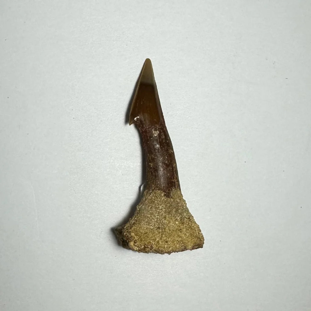 Ancient Onchopristis barb tooth fossil from Morocco with pointed dark tip