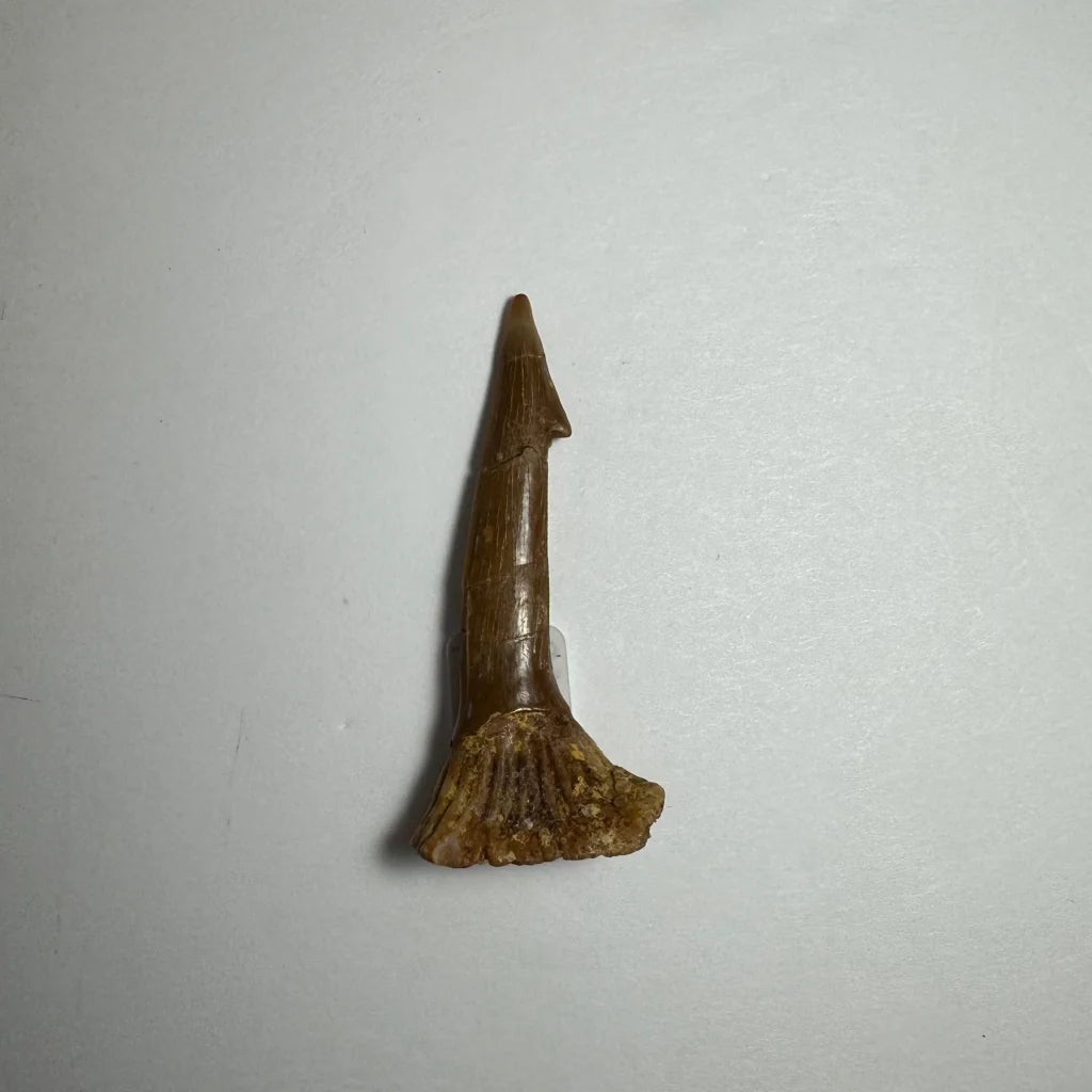Ancient Onchopristis barb tooth fossil from Morocco, brownish and textured