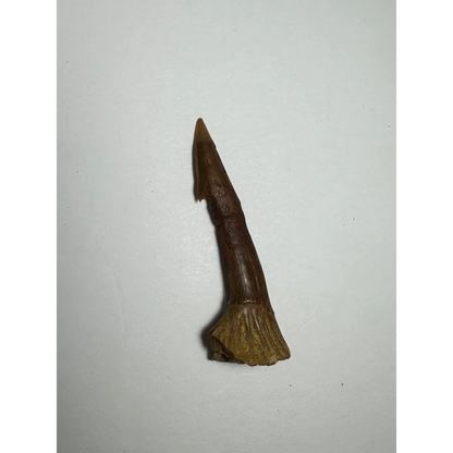 Fossilized Ancient Onchopristis barb tooth from Morocco
