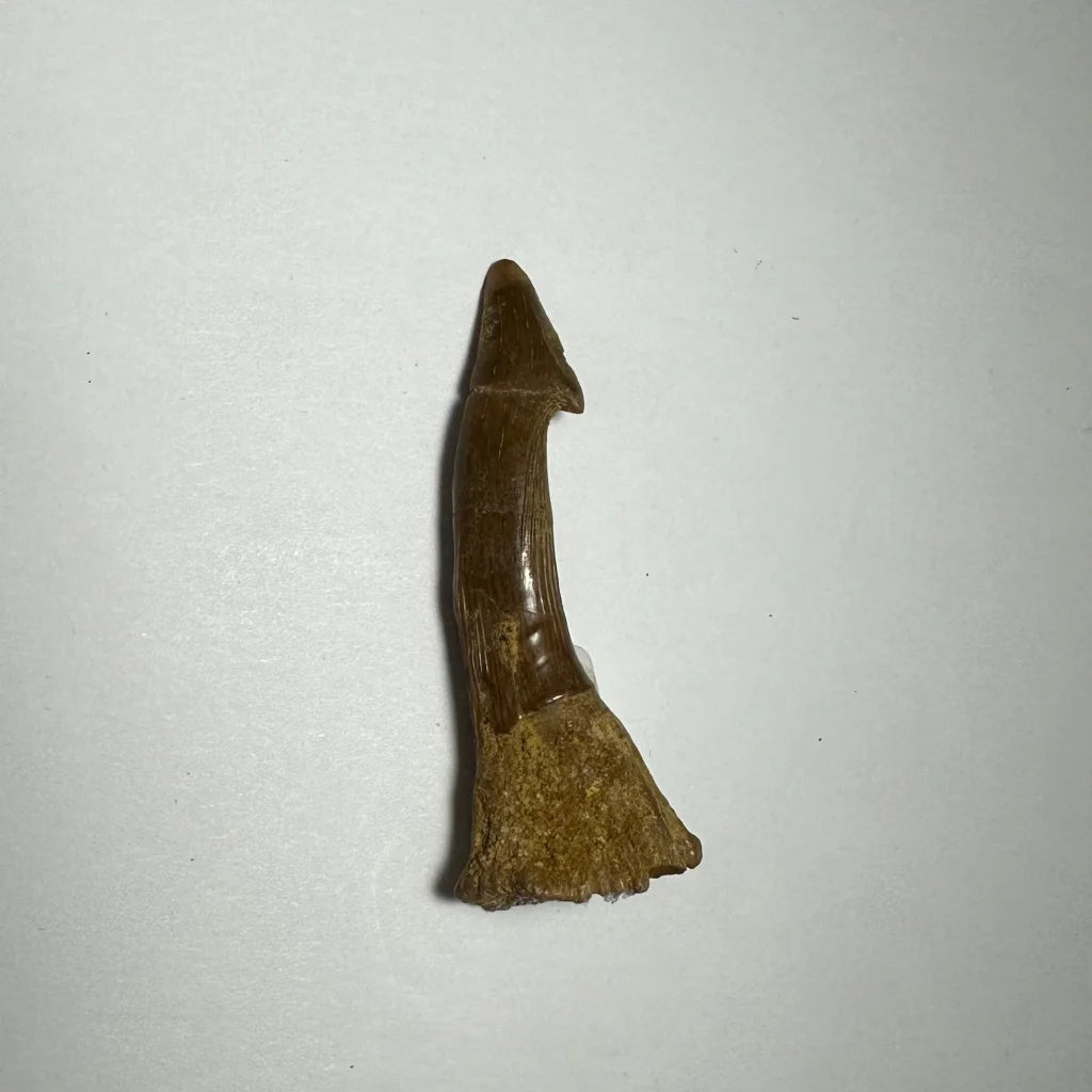 Fossilized brown barb tooth from Ancient Onchopristis, Morocco