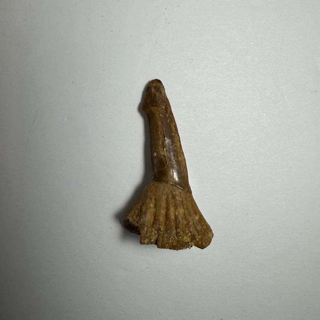 Fossilized Ancient Onchopristis barb tooth from Morocco