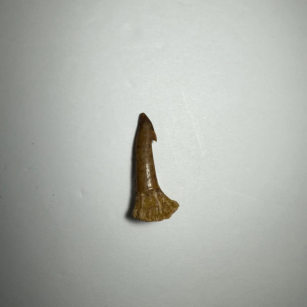 Fossilized Ancient Onchopristis barb tooth from Morocco