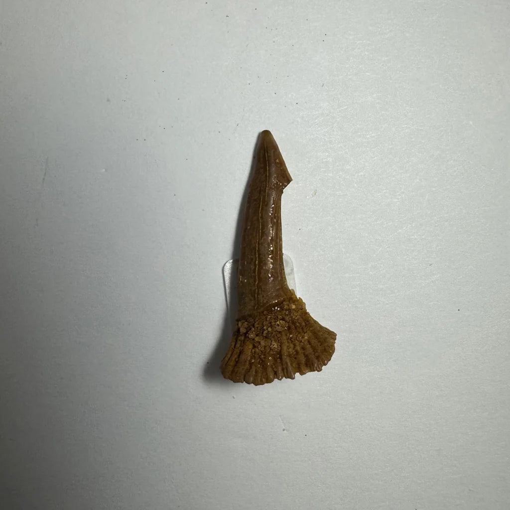 Brown ancient Onchopristis barb tooth fossil from Morocco