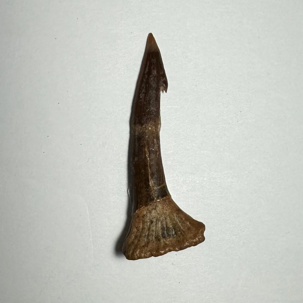 Dark brown Onchopristis barb tooth fossil from Morocco with pointed tip