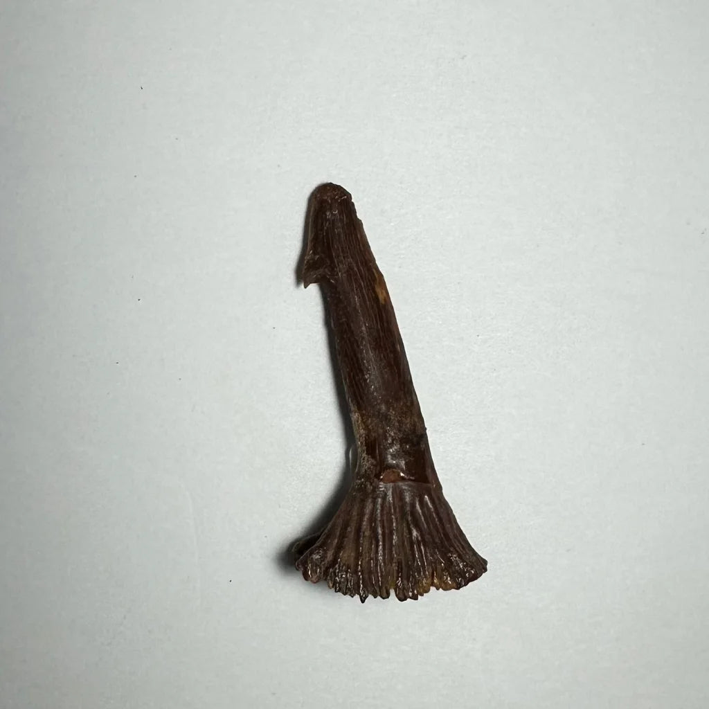 Dark brown Onchopristis barb tooth fossil claw from Morocco