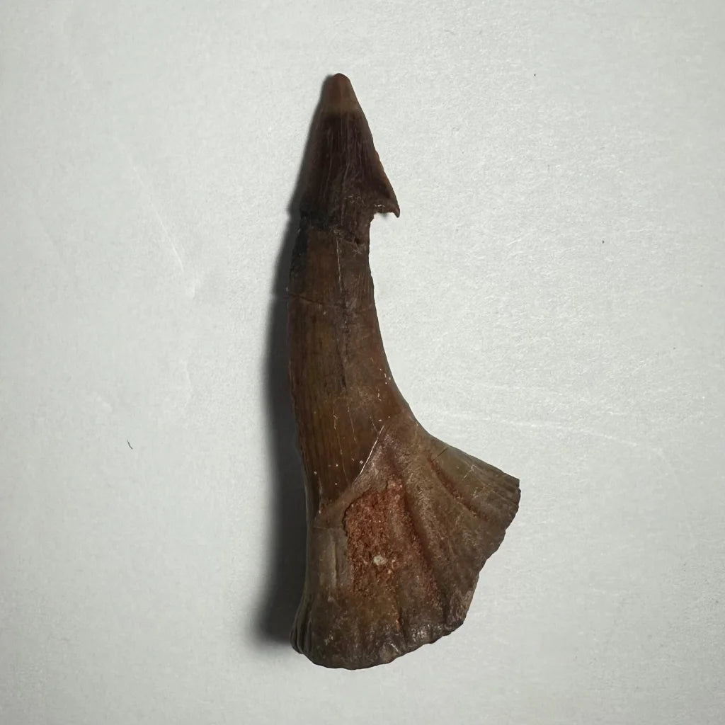 Dark brown Onchopristis barb tooth fossil from Morocco with pointed tip