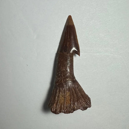 Dark brown Onchopristis barb tooth fossil from Morocco with pointed tip