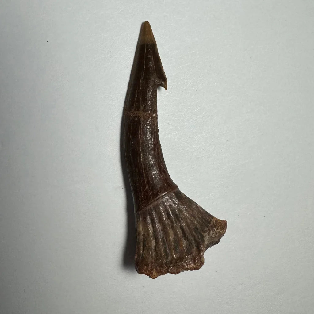 Dark brown Onchopristis barb tooth fossil from Morocco